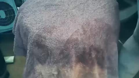 wildman6 online show from March 26, 7:19 pm