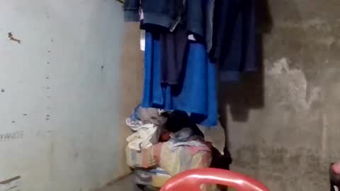 wildveron_205 online show from December 17, 12:33 pm