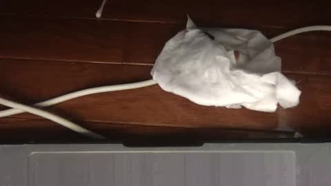 Snapshot of wolfyi chatting on February 19, 5:03 am Sultan Blaze online show from February 19, 5:03 am