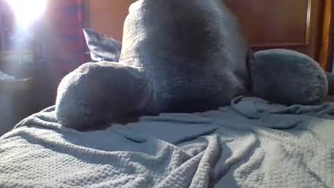 Snapshot of yungstallion10 chatting on December 19, 10:28 pm Fire 0range kush online show from December 19, 10:28 pm