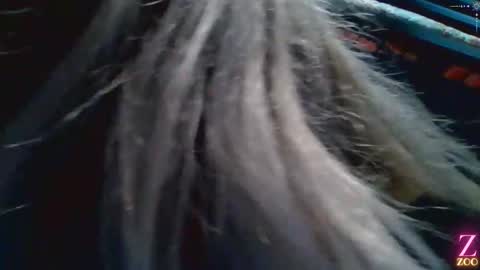 ZYA online show from December 4, 1:36 am