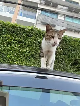 AngelinaTeller online show from April 13, 12:27 am