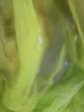 joya bhabi online show from November 3, 2:29 pm