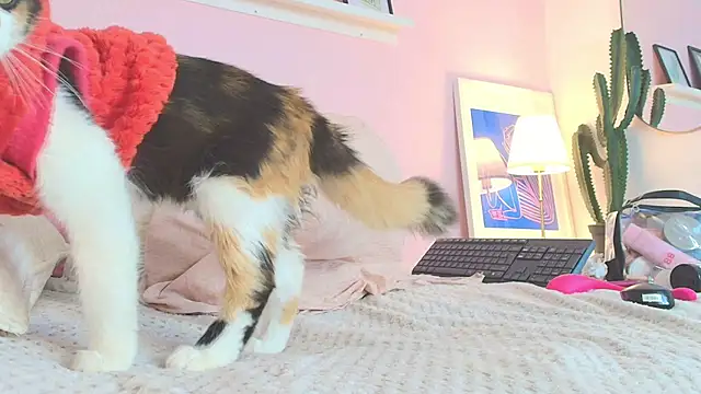 MARAFOX69 online show from February 25, 8:36 am