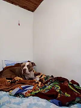 Snapshot of sebasxx97 chatting on November 12, 2:17 pm sebasxx97 online show from November 12, 2:17 pm