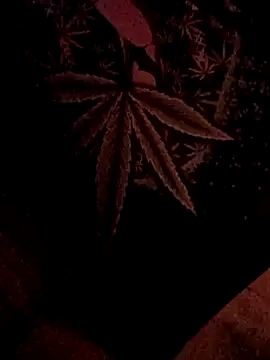 ySqmbVanbe online show from February 5, 7:02 am