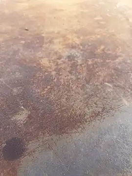 Black-mamba-madingo online show from September 28, 4:01 pm