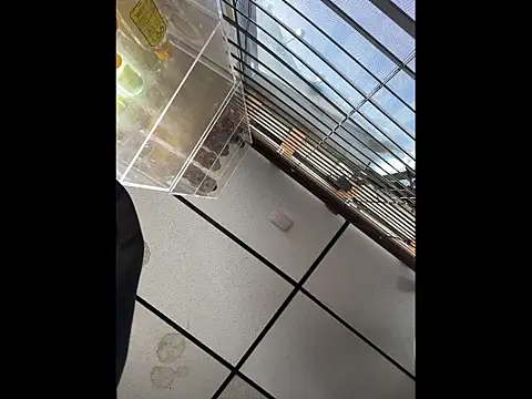 steelwood303 online show from December 21, 7:54 pm