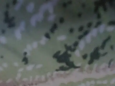 Snapshot of silky_milky chatting on October 31, 8:21 pm silky milky online show from October 31, 8:21 pm