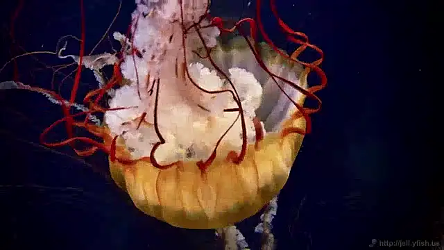 streamy test11 online show from December 4, 8:34 am