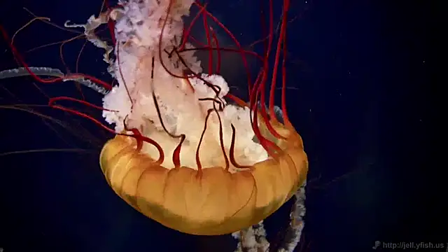 streamy test11 online show from December 17, 8:23 am