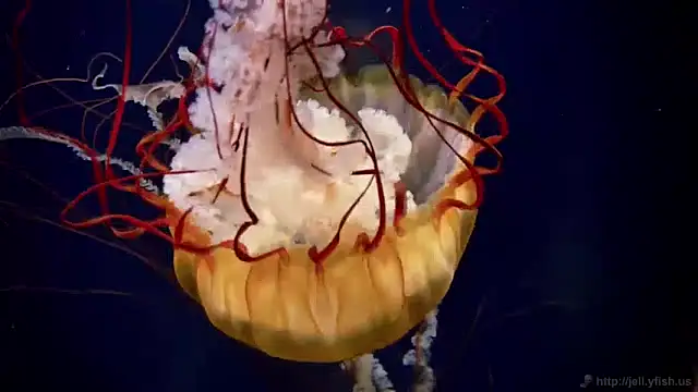 streamy test11 online show from January 15, 8:09 am