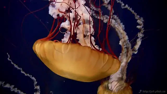 streamy test11 online show from March 6, 8:41 am