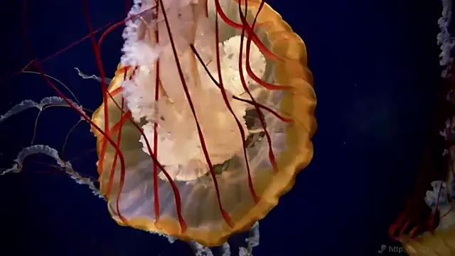 streamy test11 online show from September 24, 7:55 am