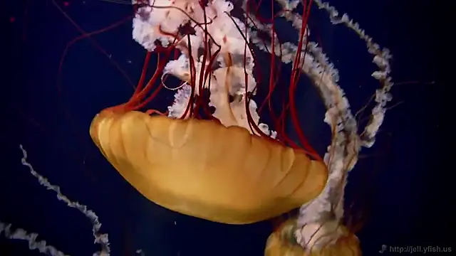 streamy test11 online show from October 8, 9:51 am