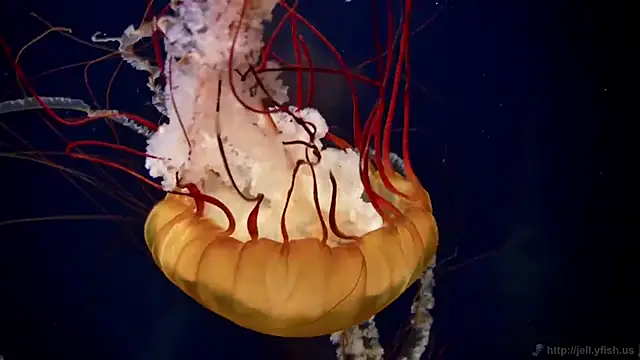 streamy test11 online show from December 4, 1:42 pm