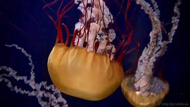 streamy test11 online show from January 14, 11:38 am