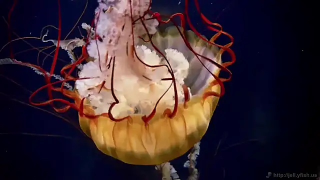 streamy test11 online show from February 11, 2:11 pm