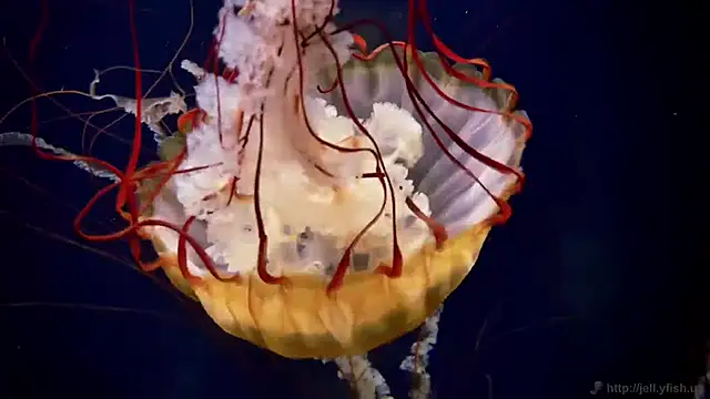 streamy test11 online show from April 7, 9:32 am