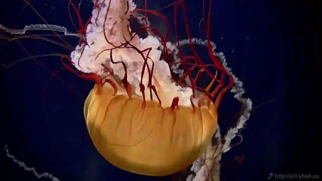 streamy test13 online show from February 3, 8:13 am