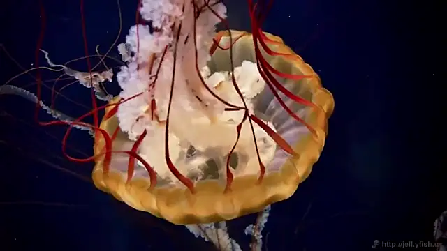 streamy test13 online show from March 7, 8:13 am