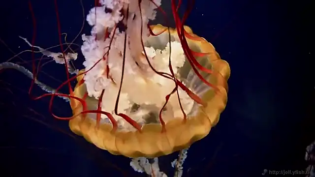 streamy test13 online show from March 11, 8:09 am