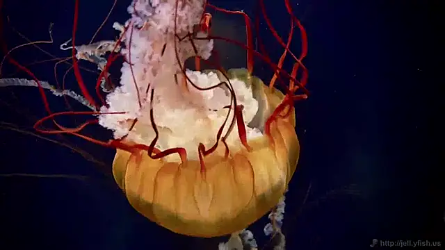 streamy test15 online show from December 3, 10:06 am