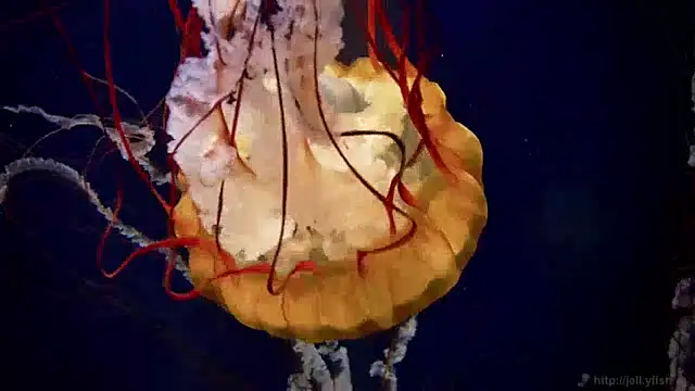 streamy test15 online show from December 4, 8:23 am