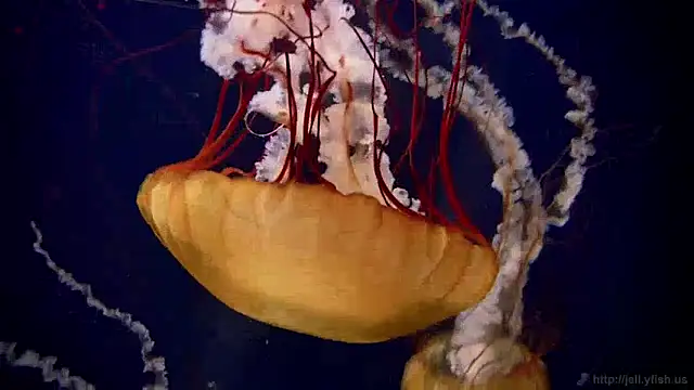 streamy test15 online show from December 5, 8:22 am