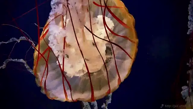 streamy test15 online show from December 10, 8:19 am