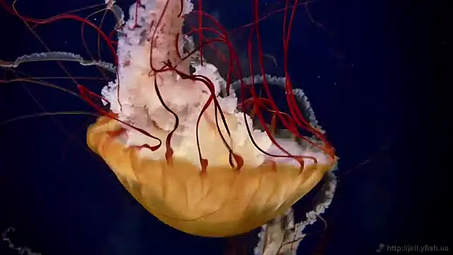 streamy test15 online show from December 13, 8:09 am