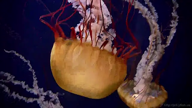 streamy test15 online show from December 19, 11:07 am