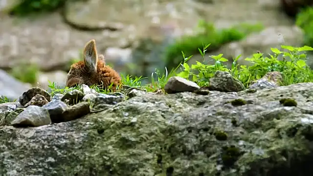 streamy test15 online show from February 7, 3:52 pm