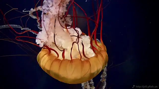 streamy test15 online show from February 20, 8:17 am