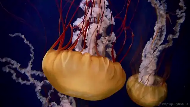 streamy test15 online show from March 4, 8:13 am