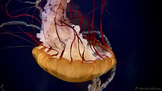 streamy test15 online show from September 19, 10:16 am