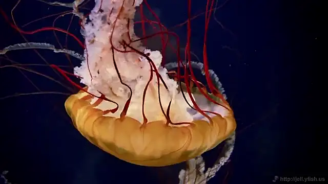 streamy test15 online show from September 22, 11:34 am