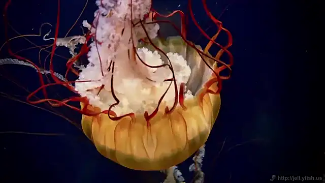 streamy test15 online show from November 27, 3:14 pm