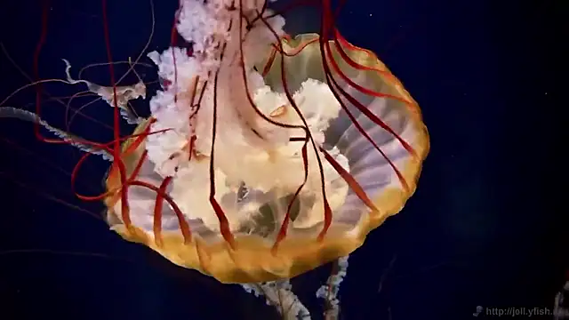 streamy test15 online show from February 5, 9:36 am