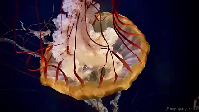 streamy test15 online show from February 12, 1:39 pm