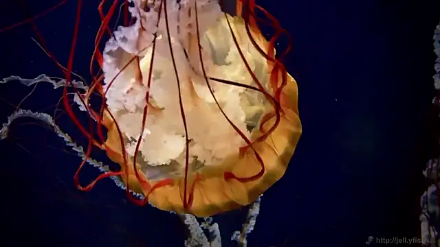 streamy test15 online show from February 24, 2:15 pm