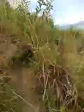 brigitht online show from January 30, 12:59 pm