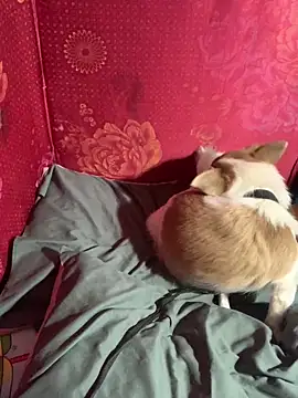 misu09 online show from November 1, 9:55 am