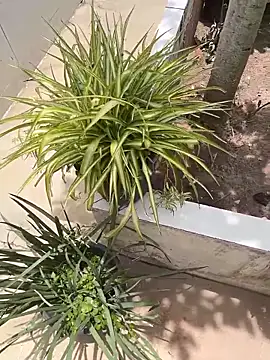 Snapshot of king_cum_ chatting on February 12, 2:34 pm king cum online show from February 12, 2:34 pm