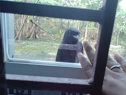 Unlucky-flowers online show from March 15, 7:36 am