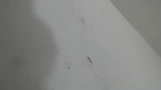 Snapshot of brant_garciabbc chatting on January 18, 6:17 am brant garciabbc online show from January 18, 6:17 am