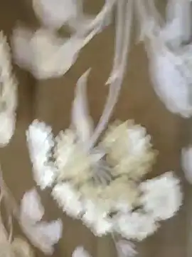 Snapshot of Raat_ki_rani_ chatting on January 4, 5:05 am Raat ki rani  online show from January 4, 5:05 am