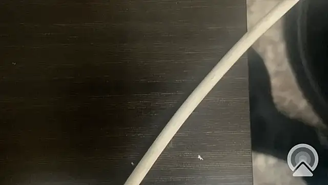 Snapshot of shuai321 chatting on February 13, 7:56 am shuai321 online show from February 13, 7:56 am