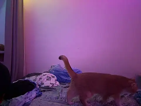 NimFF123 online show from January 29, 12:54 am