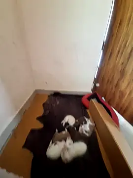 inba99tamil online show from September 18, 6:37 am